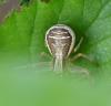 Xysticus ulmi